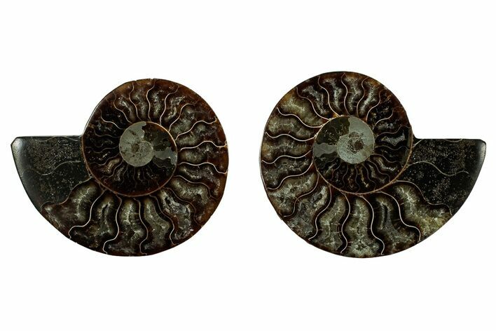 Cut & Polished, Agatized Ammonite Fossil - Madagascar #344094